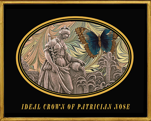 ideal crown of patrician nose